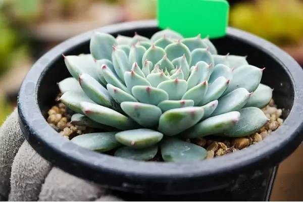 韩国多肉品种贵么,韩国多肉哪几种值得养