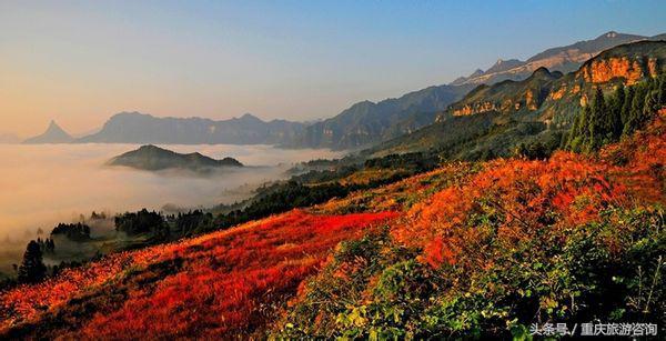 重庆主城区哪里可以看红叶,重庆看红叶哪个景点更好玩