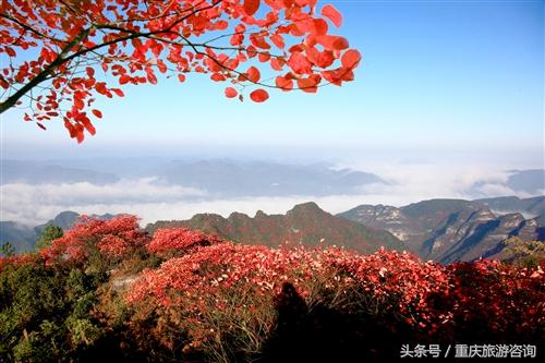 重庆主城区哪里可以看红叶,重庆看红叶哪个景点更好玩