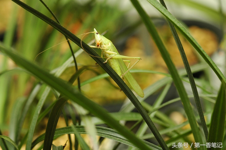 兰叶长介壳虫怎么处理,养兰宜忌