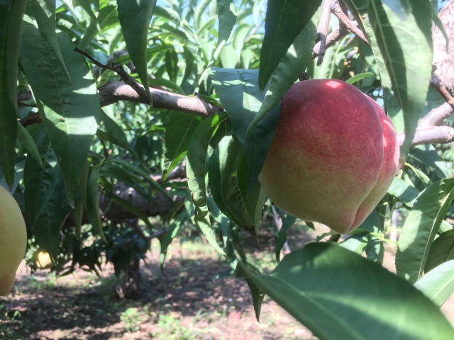 吃桃子怎么避免有虫子,吃桃子的正确剥法