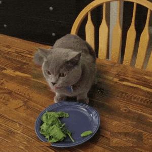 血流成河搞笑语音集锦,血量大搞笑段子