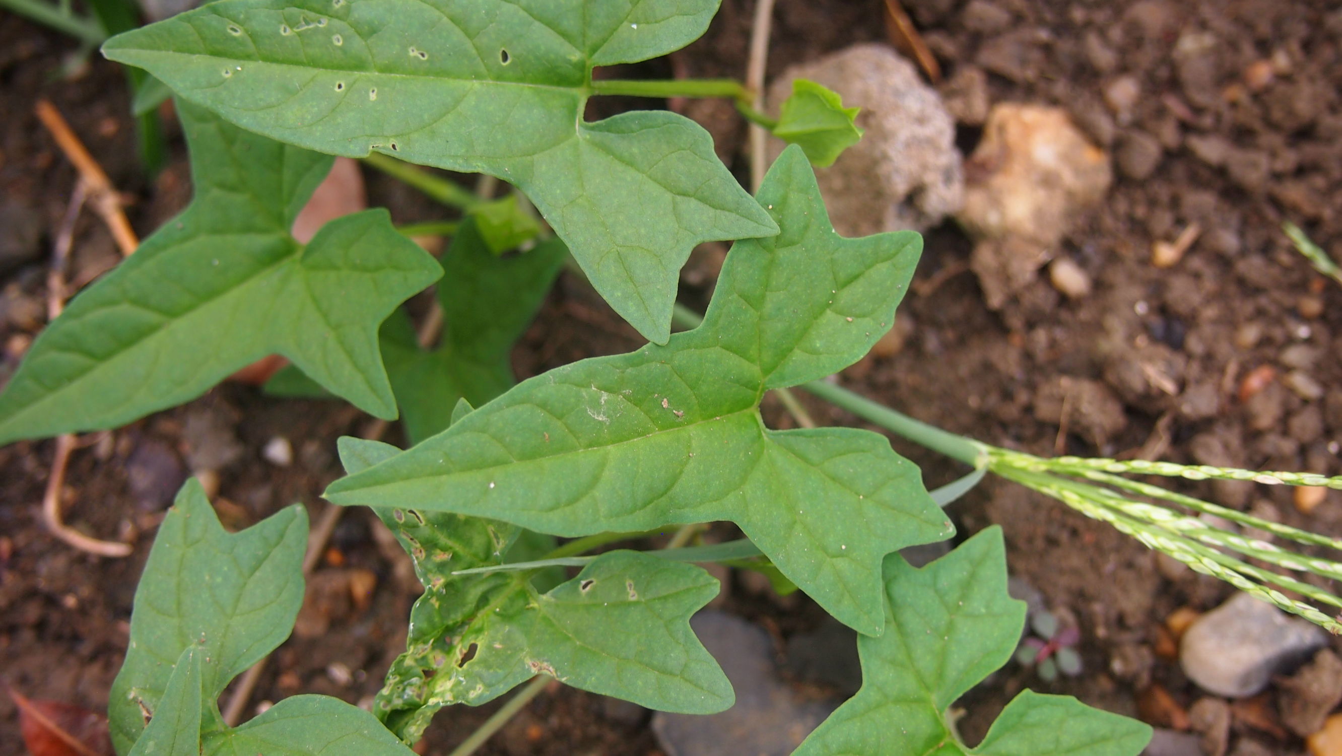 旋花:篱天剑斩妖除魔,大喇叭高奏凯歌