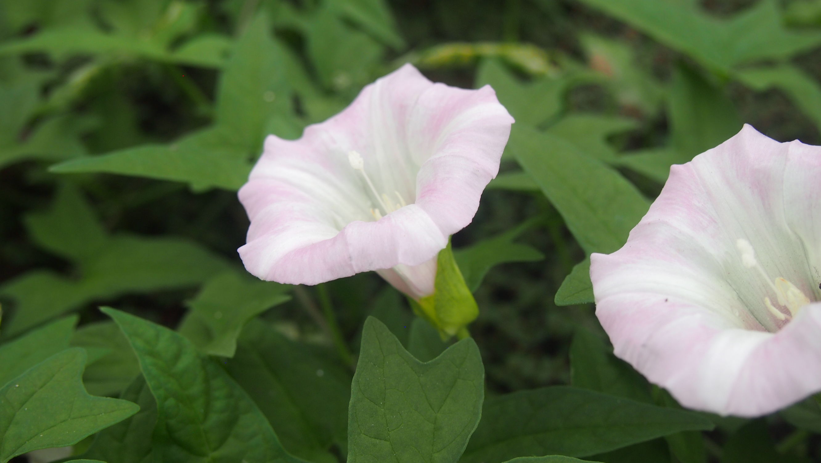旋花:篱天剑斩妖除魔,大喇叭高奏凯歌