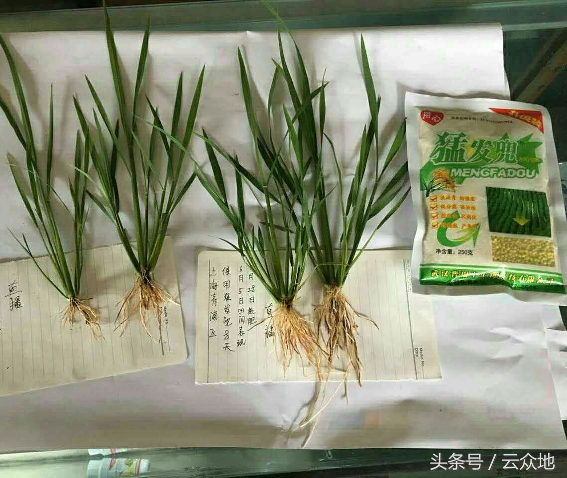 水稻产生黑根的原因是什么,水稻黑粒怎么治疗最好