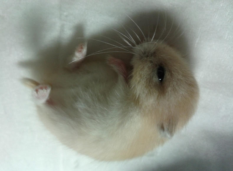 仓鼠老年鼠容易得的病,仓鼠真的有鼠病吗