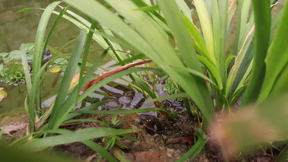 刚出壳的小乌龟怎样养?稚龟饲养注意事项