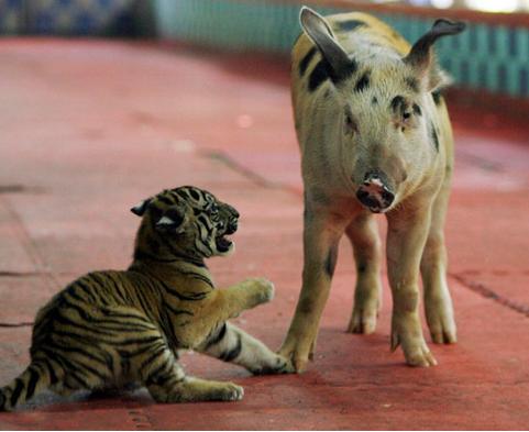 95年10月19日属猪和什么属相最配,属猪的生肖跟什么生肖比较搭配