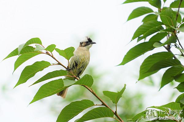 新手入坑摄影相机推荐,新手入坑摄影相机推荐学生