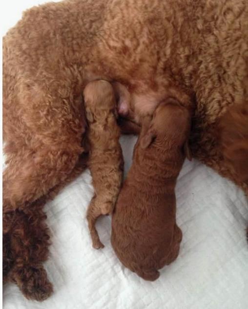 狗妈妈生4只小奶狗,狗妈生了14只小狗