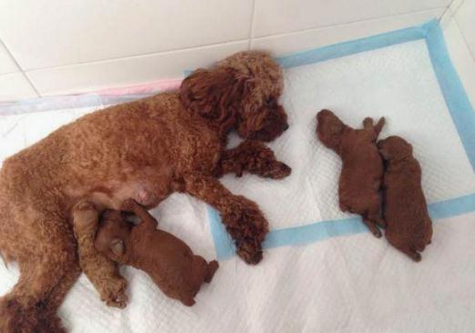 狗妈妈生4只小奶狗,狗妈生了14只小狗