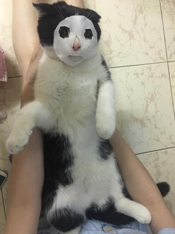 你试过给猫敷面膜吗？我跟你说它会变成一个美人儿