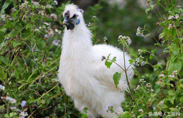 秋季乌鸡炖汤放什么材料最好,立冬进补乌鸡的正确方法