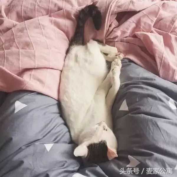 单身独居女生租房布置,独居租房布置