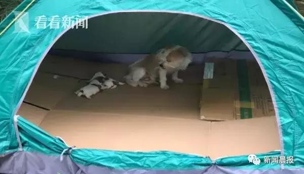 上海流浪狗幼崽被打死,上海宠物狗被打死爱狗人士