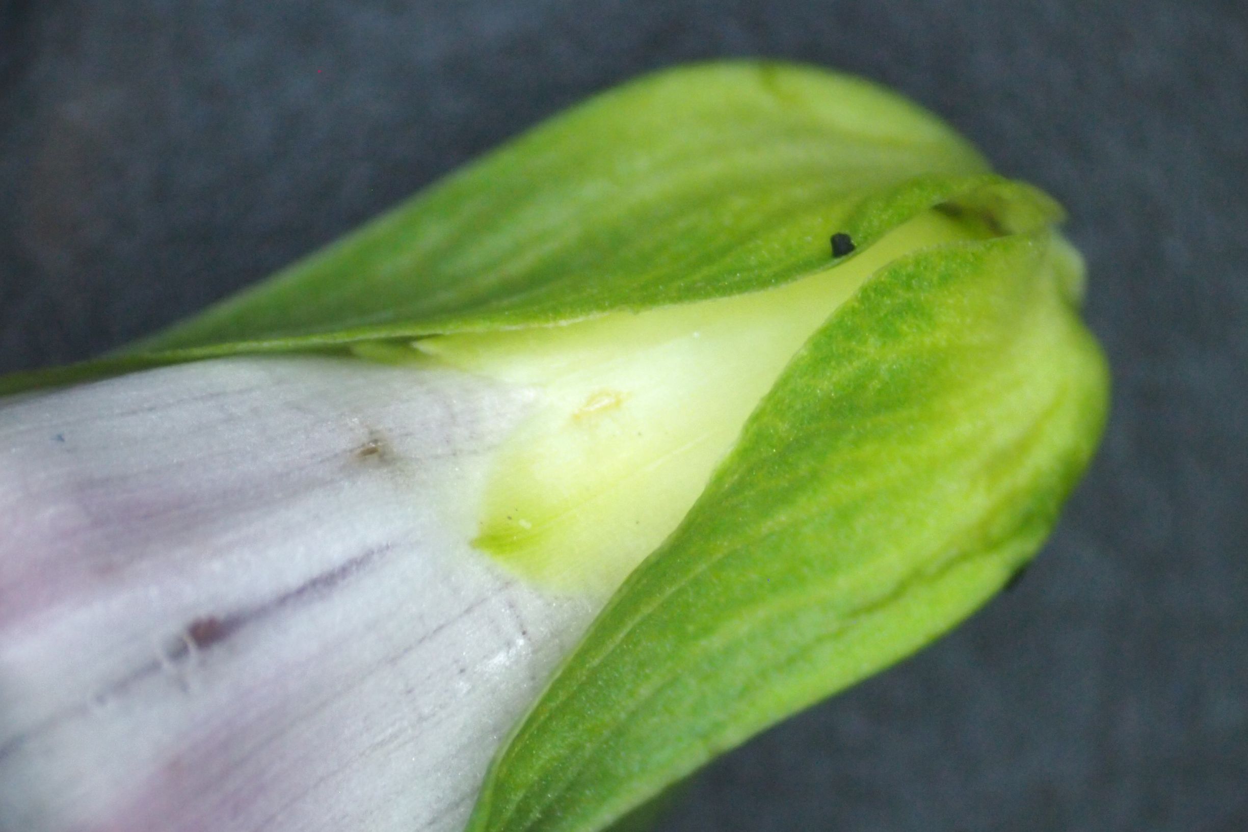 旋花:篱天剑斩妖除魔,大喇叭高奏凯歌