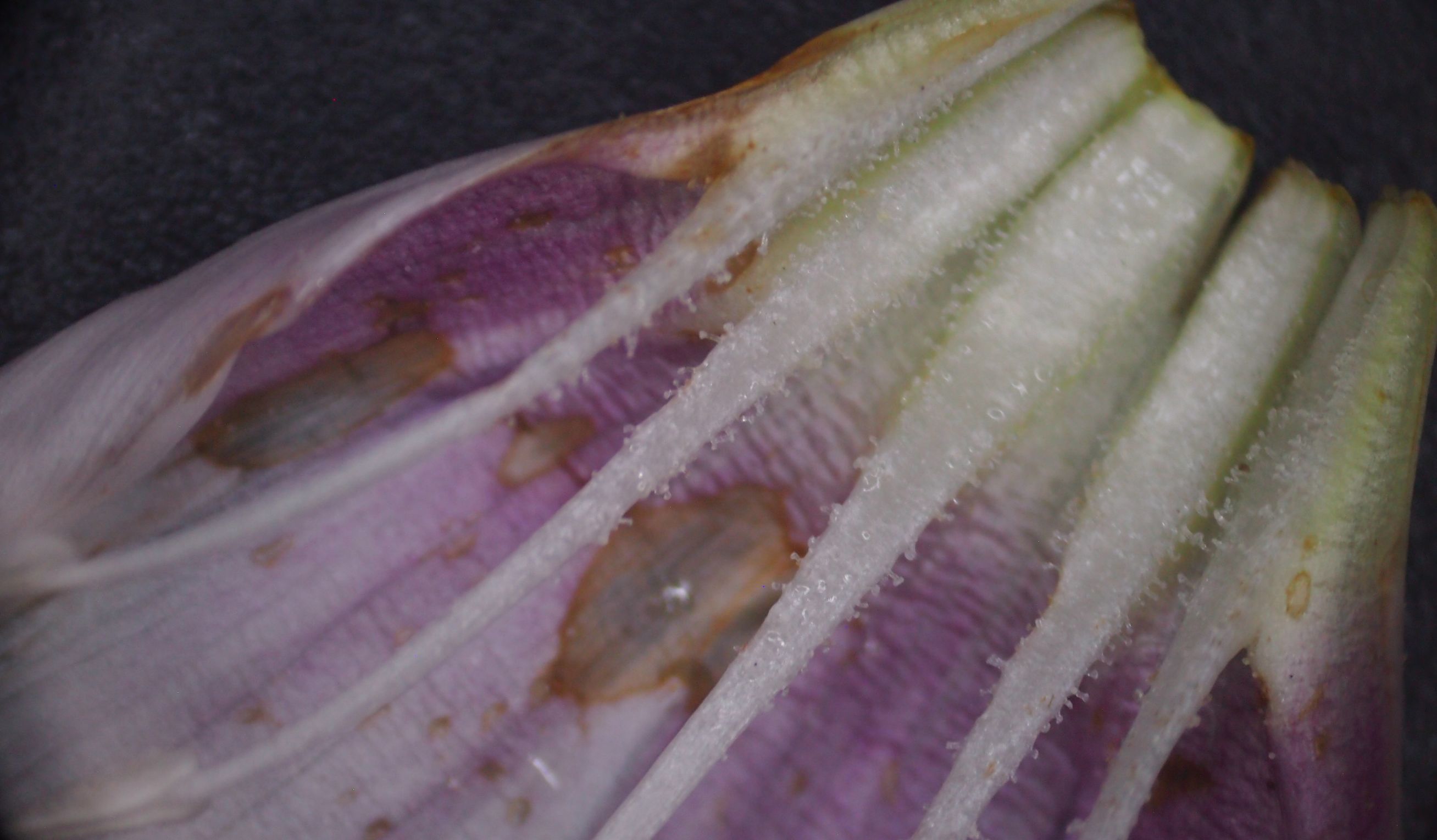 旋花:篱天剑斩妖除魔,大喇叭高奏凯歌