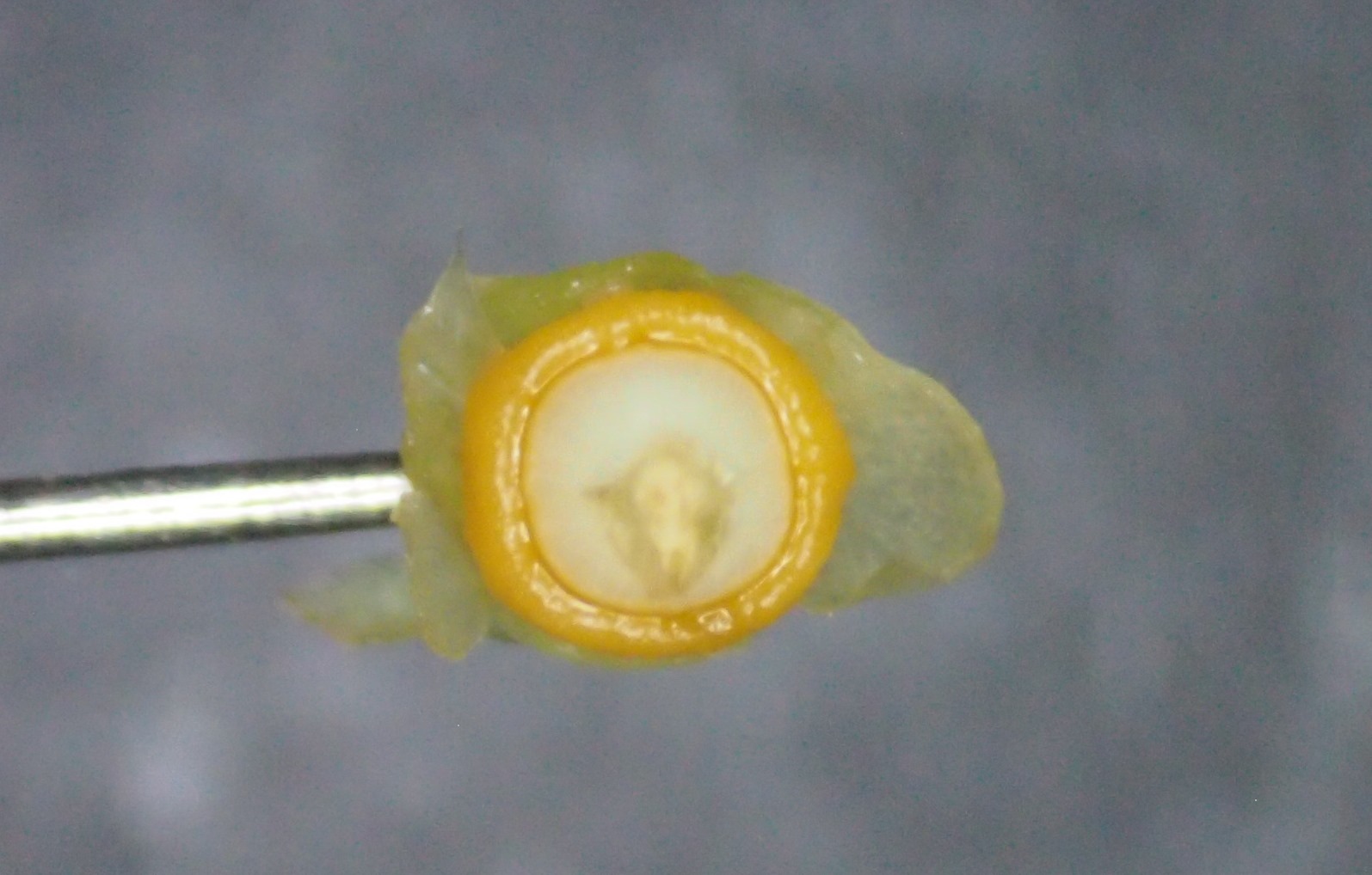 旋花:篱天剑斩妖除魔,大喇叭高奏凯歌