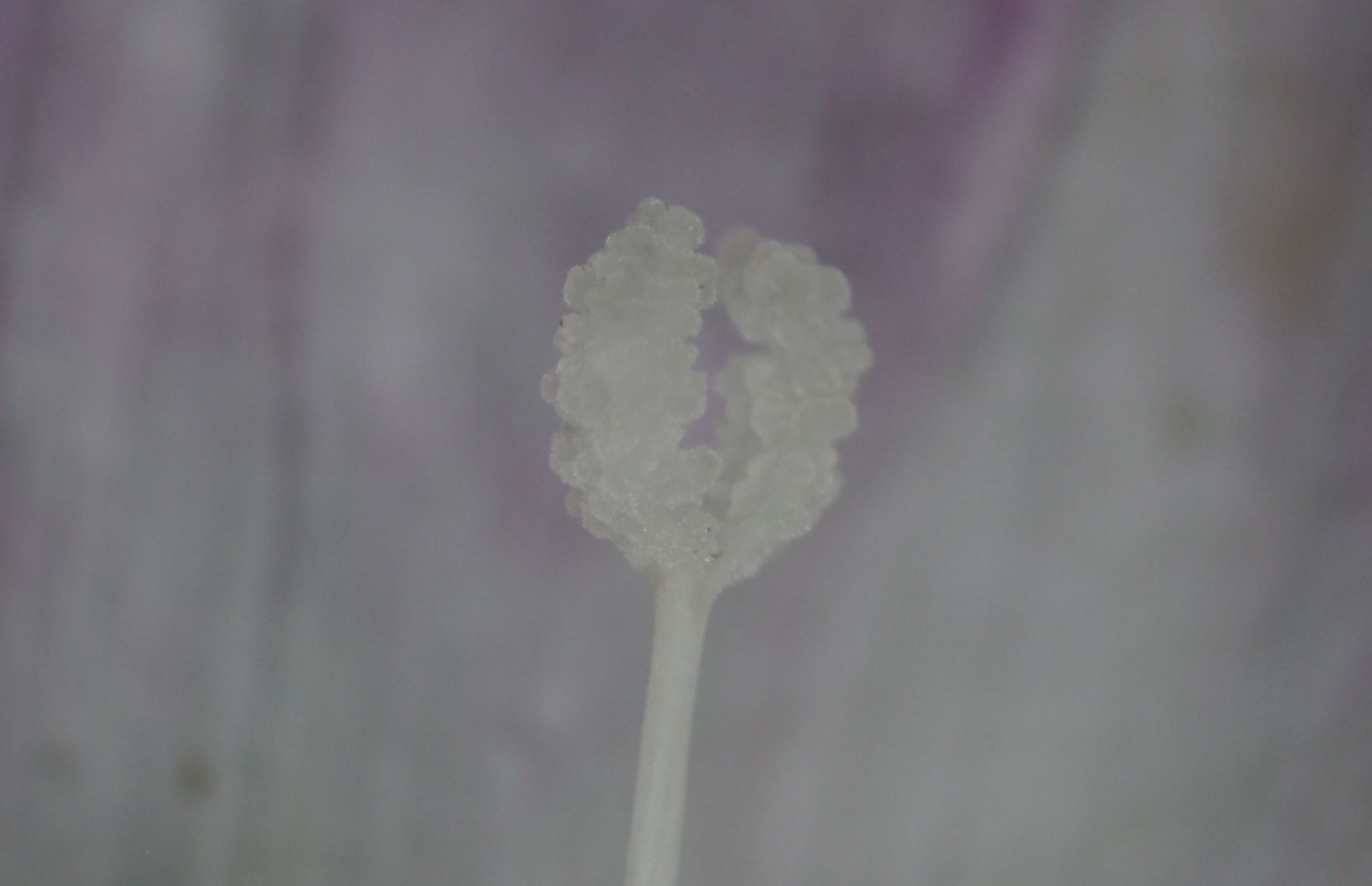 旋花:篱天剑斩妖除魔,大喇叭高奏凯歌