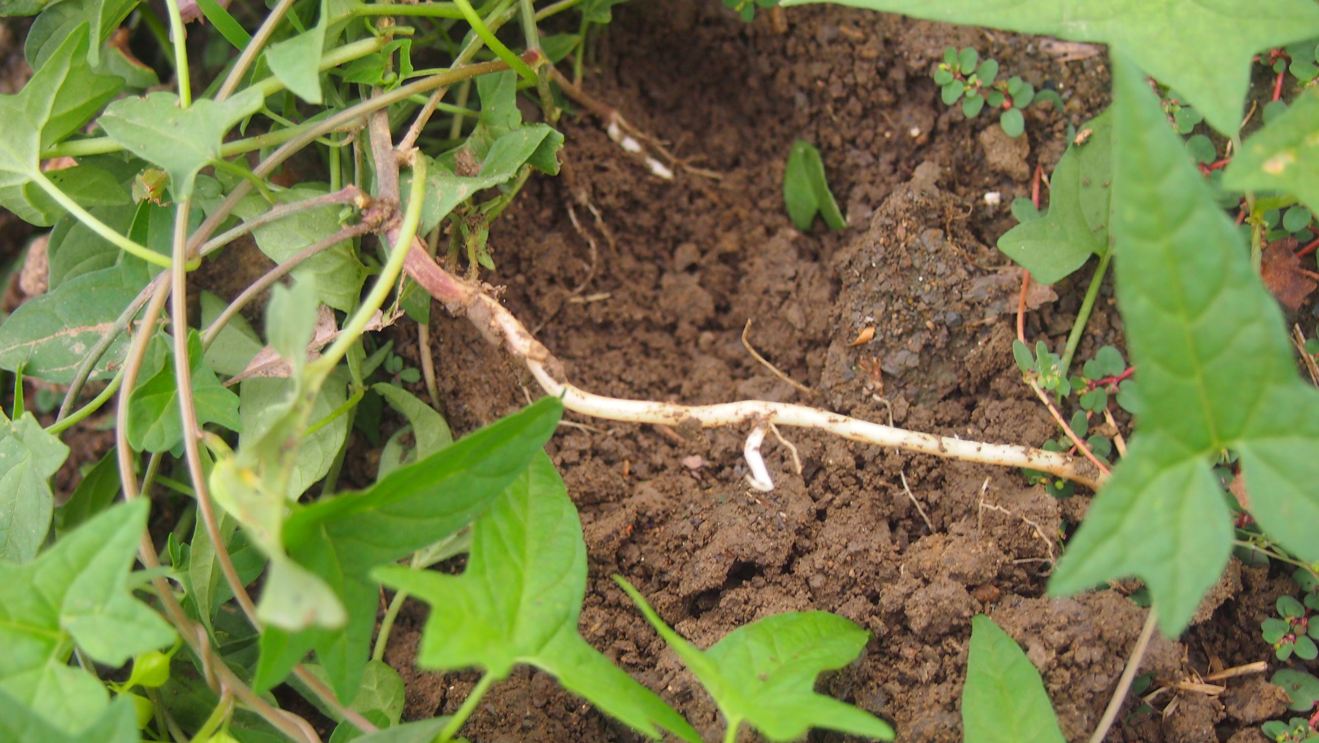 旋花:篱天剑斩妖除魔,大喇叭高奏凯歌