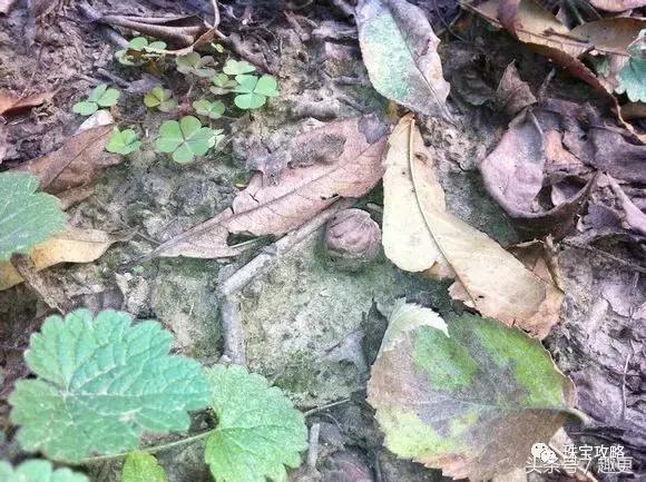 如何快速盘小桃核,小桃核怎么盘