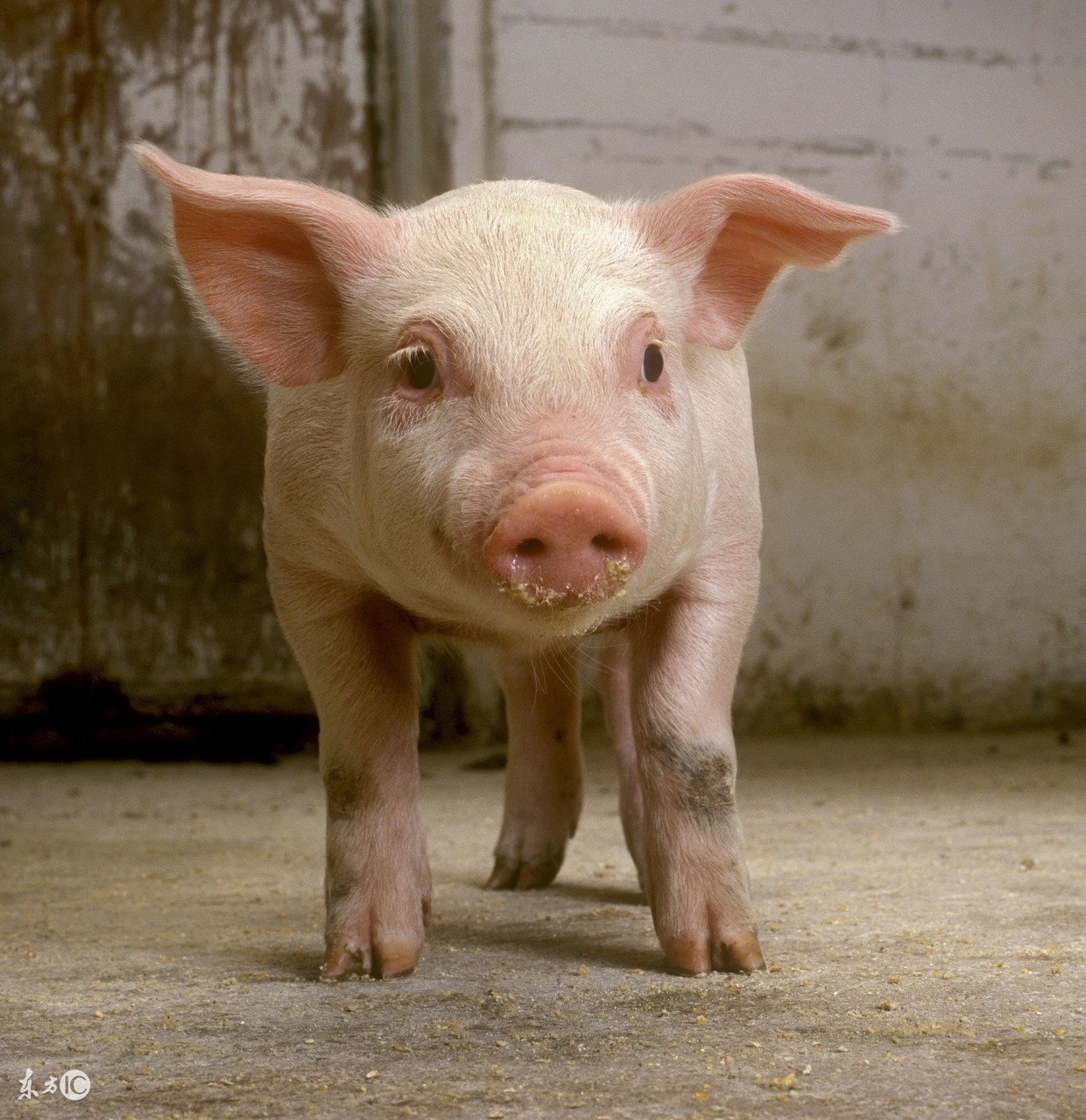 母猪人工授精死胎率是不是很高,母猪人工授精产仔少
