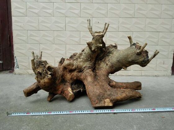 做盆景挖树桩什么时间好,挖树桩什么时候做盆景好