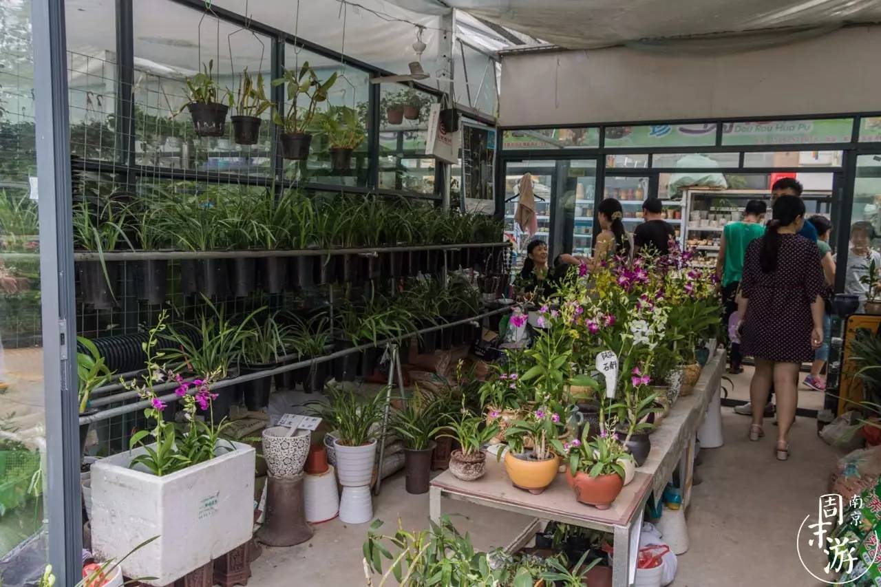 逛花鸟鱼虫市场的视频,逛各种花鸟市场