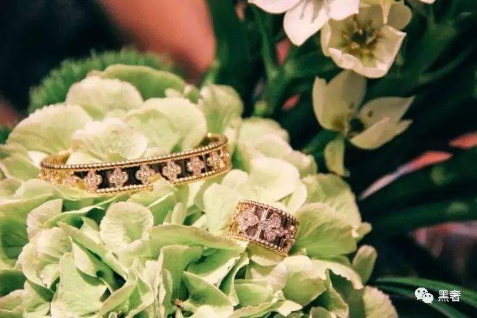 为什么这么多网红戴四叶草,被网红毁掉的植物