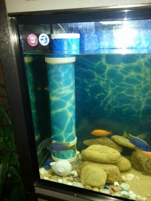 孔雀鱼硝化细菌养水的正确方法,观赏鱼水质硝化细菌