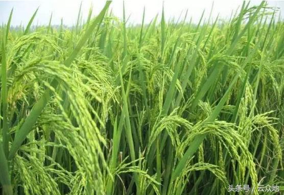 水稻冷害防治方法,水稻种植遇长期阴雨低温怎么办