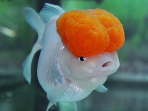 金鱼中最好养的种类有哪些,金鱼种类哪个最好养