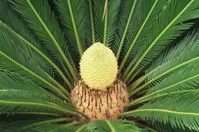 苏铁的产地分布,苏铁原产在哪里