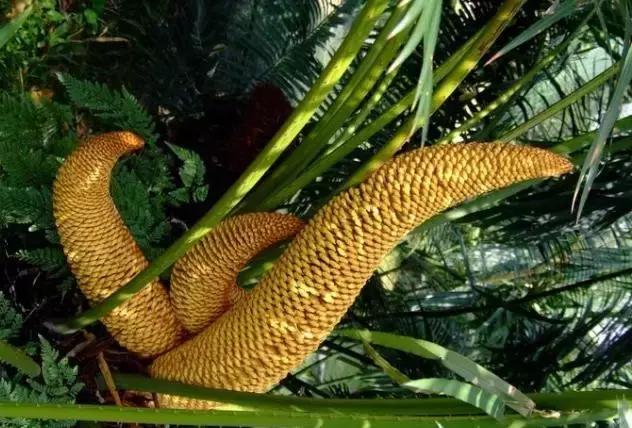 苏铁的产地分布,苏铁原产在哪里