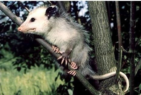 五种虽然可怕但是很温顺的动物,五种可怕的动物