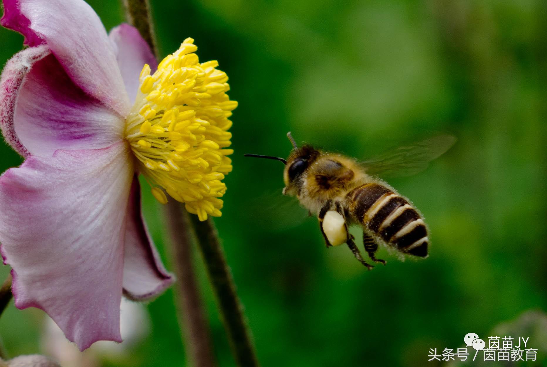 有趣的动物二年级口语交际猫,二年级作文有趣的动物200字左右