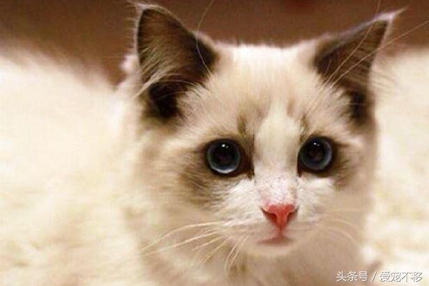 怎么判断一个小奶猫性格好,怎么判断小奶猫羊水干没干净