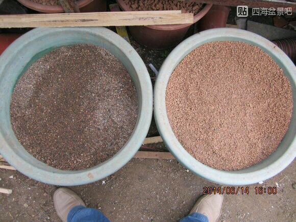 下山桩的种类和栽培方法,下山桩的最佳栽培方法