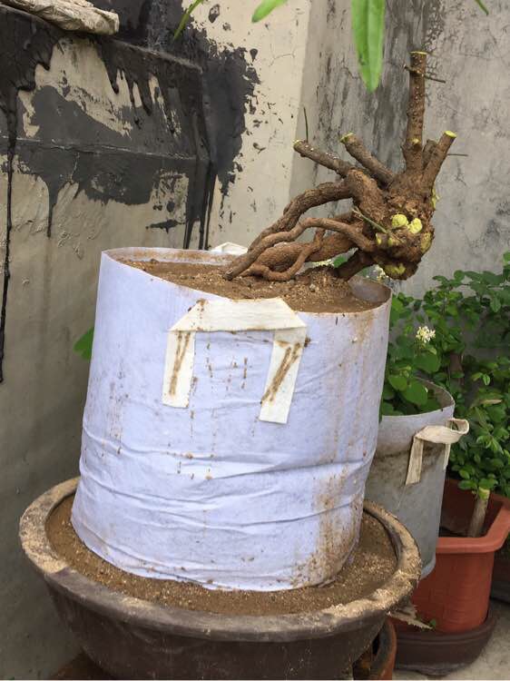 下山桩的种类和栽培方法,下山桩的最佳栽培方法