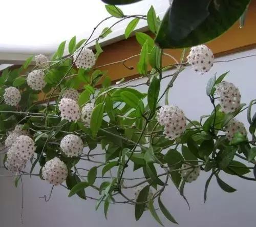 秋天花卉浇水的方法,秋天兰花养护技巧