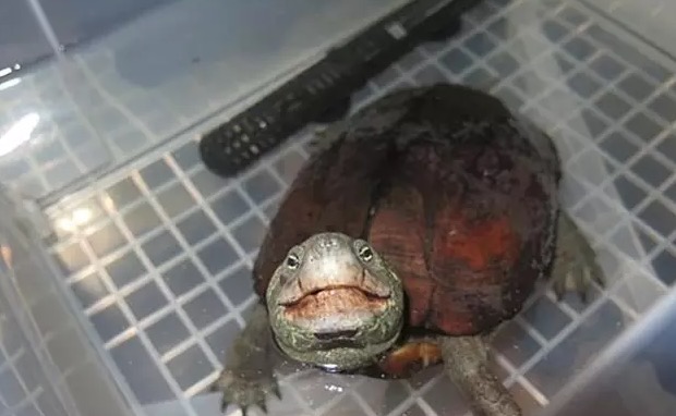 大头母草龟怎么养,怎么挑选大头草龟