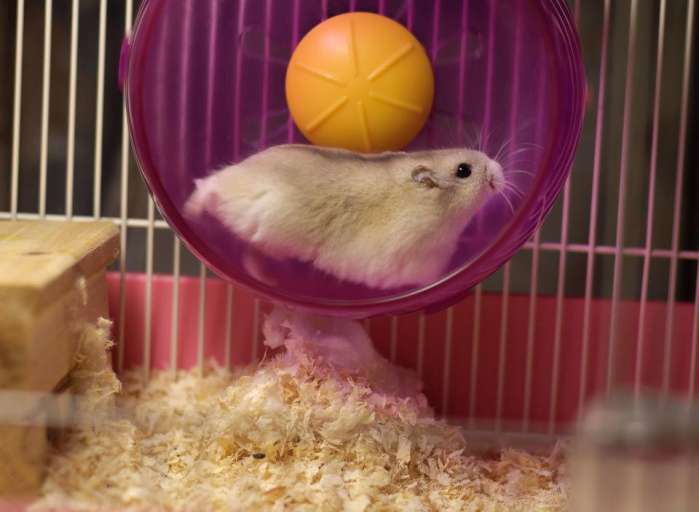 新手养仓鼠注意事项仓鼠寿命,仓鼠的寿命大概有多长时间呢