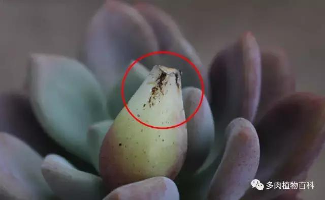 多肉植物杀虫除菌药,多肉植物怎么杀菌用什么药物杀