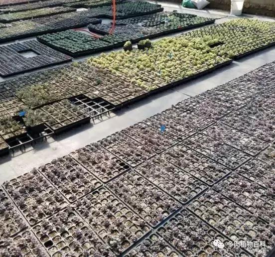 多肉植物杀虫除菌药,多肉植物怎么杀菌用什么药物杀