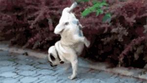 租了宝马，放上饮料，坐等妹子上车，结果被环卫大妈先拿了