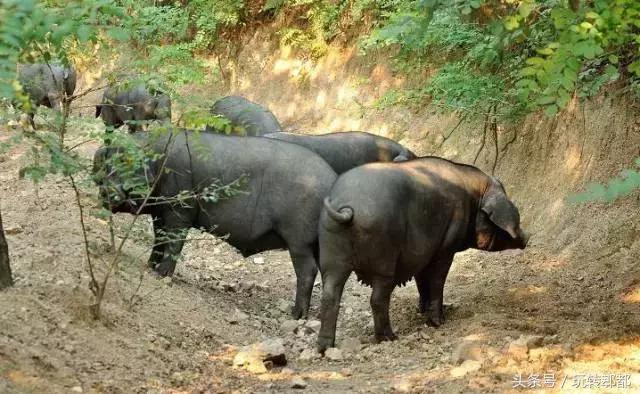 最好吃的石板烤肉,来自大山的烤肉