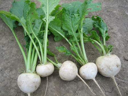 年龄比较大膀胱癌患者怎么治疗,膀胱癌怎么预防应该吃什么补品