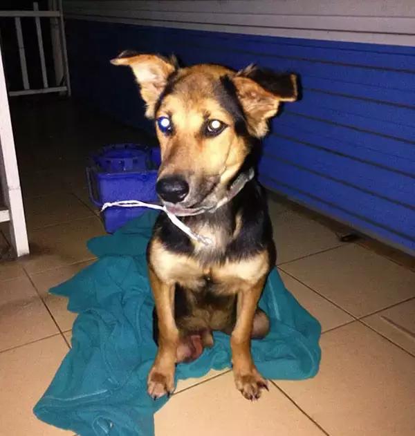 上海流浪狗幼崽被打死,上海宠物狗被打死爱狗人士