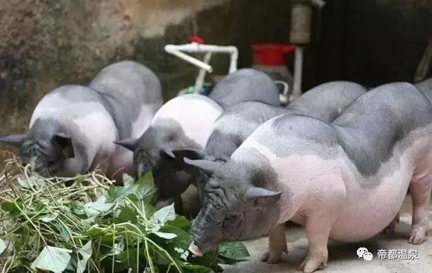 漂洋过海去泡你，这叫泡温泉，你那顶多叫泡澡！99%人是泡假温泉