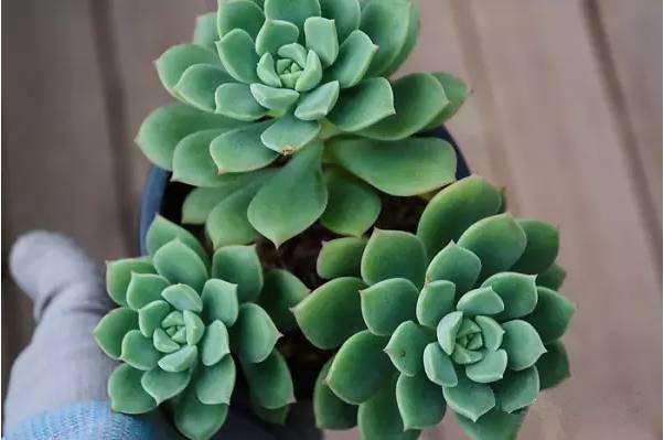 韩国多肉品种贵么,韩国多肉哪几种值得养